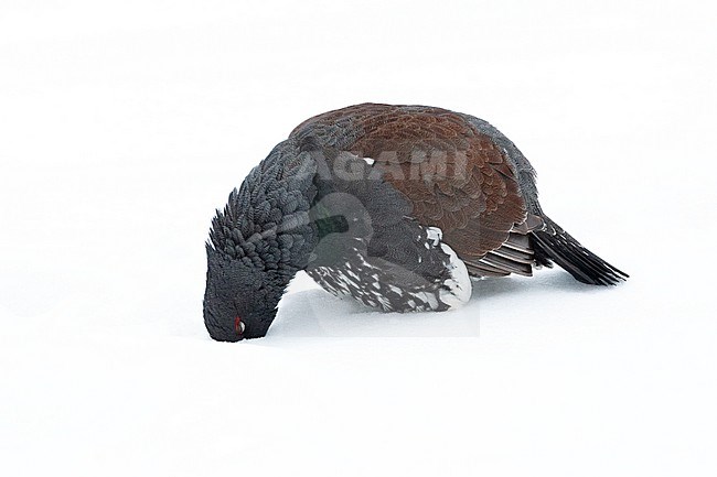 Male Western Capercaillie (Tetrao urogallus) during a cold winter in Northern Finland. Sticking its head under fresh snow, looking for something to eat. stock-image by Agami/Marc Guyt,