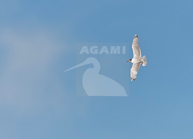 Zwartkopmeeuw in vlucht; Mediterranean Gull (Ichthyaetus melanocephalus) stock-image by Agami/Marc Guyt,