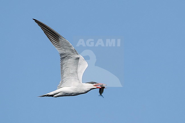 Adult breeding Caspian Tern (Hydroprogne caspia) in flight over Los Angeles beach in California, USA. Seen from the side. Flying against a blue sky as a background.

May 2016 stock-image by Agami/Brian E Small,
