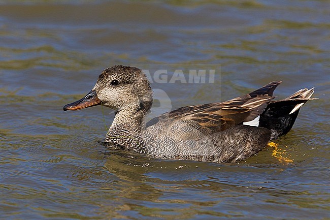 Krakeend; Gadwall; Anas strepera stock-image by Agami/Daniele Occhiato,