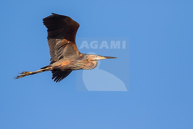 Immature Purple Heron (Ardea purpurea purpurea) in flight in Germany. Either an advanced second calendar year or a third calendar year. stock-image by Agami/Ralph Martin,