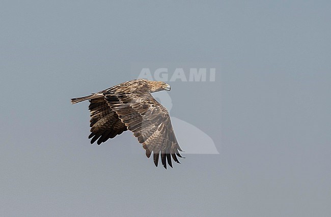 Side view of an adult Eastern Imperial Eagle (Aquila heliaca) in flight. Oman stock-image by Agami/Markku Rantala,
