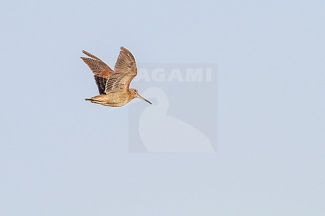 Woodcock, Scolopax rusticola,  flying by against blue sky stock-image by Agami/Menno van Duijn,