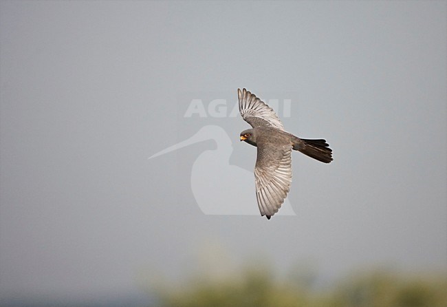 Roodpootvalk man vliegend; Red-footed Falcon male flying stock-image by Agami/Marc Guyt,