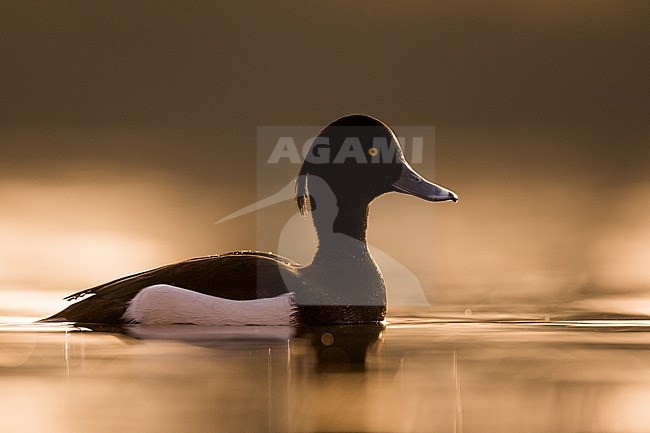 Adult male Tufted Duck (Aythya fuligula) in Germany (Niedersachsen). Swimming with backlight. stock-image by Agami/Ralph Martin,