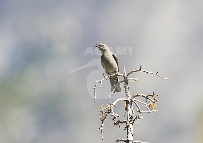 Townsend-solitaire; Townsends solitaire stock-image by Agami/Marc Guyt,