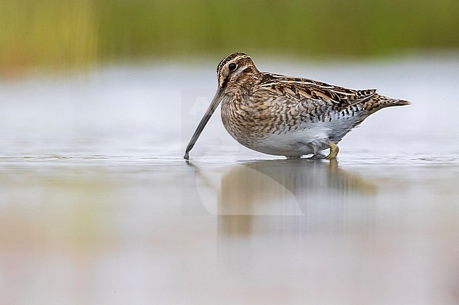Common Snipe (Gallinago gallinago) perched in a wet marsh stock-image by Agami/Daniele Occhiato,