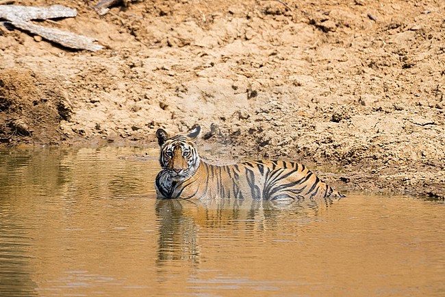 A Bengal tiger, Panthera tigris tigris, resting in waterhole in India's Bandhavgarh National Park.. Madhya Pradesh, India. stock-image by Agami/Sergio Pitamitz,