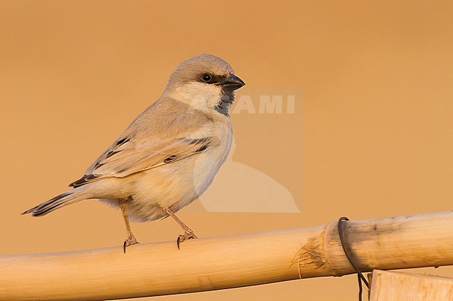 Desert Sparrow - WÃ¼stensperling - Passer simplex ssp. saharae, adult male, Morocco stock-image by Agami/Ralph Martin,