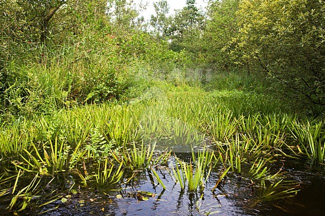 Krabbenscheer, Water Soldier, Stratiotes aloides stock-image by Agami/Marc Guyt,