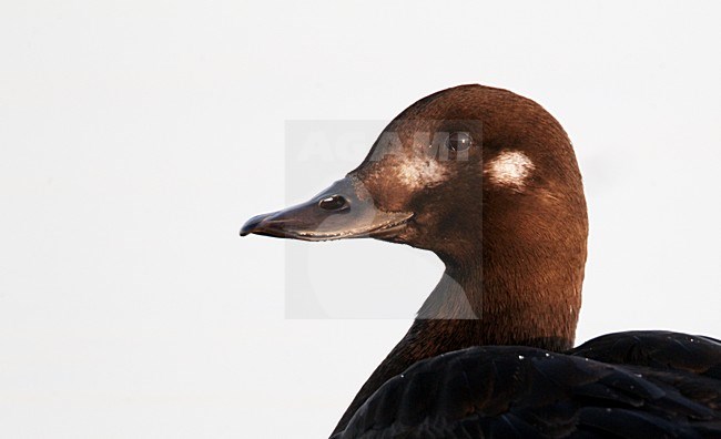 Vrouwtje Grote Zee-eend close-up; Female Velvet Scoter close up stock-image by Agami/Markus Varesvuo,