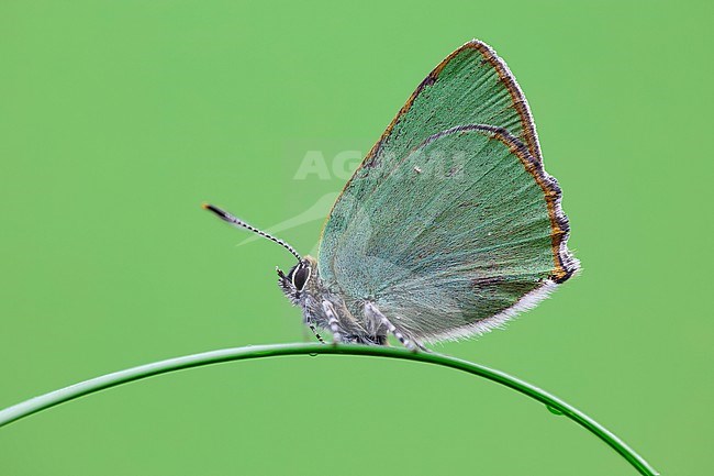 Green Hairstreak, Callophrys rubi stock-image by Agami/Wil Leurs,