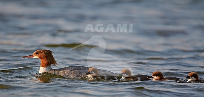 Vrouwtje Grote Zaagbek met jong; Female Goosander with young stock-image by Agami/Markus Varesvuo,