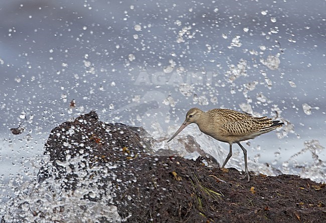 Bar-tailed Godwit foraging on coastal rock, Rosse Grutto foeragerend aan de kust op rots stock-image by Agami/Jari Peltomäki,