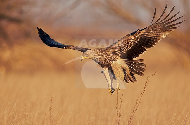 Jagende Keizerarend boven riet, Imperial Eagle hunting above reed stock-image by Agami/Markus Varesvuo,