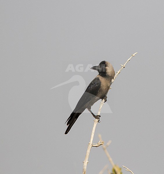 House Crow - Glanzkrähe - Corvus splendens, Oman stock-image by Agami/Ralph Martin,