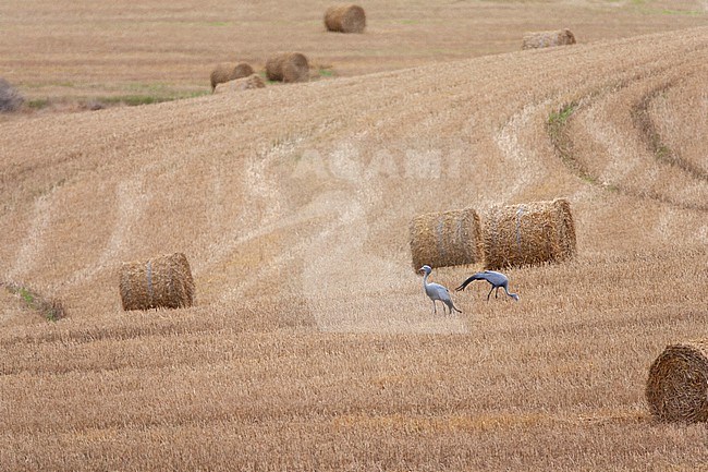 Blue Crane (Grus paradisea) in South-Africa. Pair of cranes feeding in an agricultural field. stock-image by Agami/Marc Guyt,