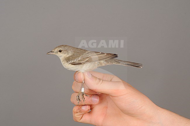 2Cy female Barred Warbler (Sylvia nisoria) caught at the Ottenby Bird Observatory ringing station situated at the southern point of the Baltic island Öland in south-east Sweden. stock-image by Agami/Magnus Hellström,