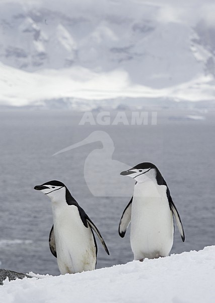 Chinstrap Penguin, Keelbandpinguin, Pygoscelis antarcticus stock-image by Agami/Jari Peltomäki,
