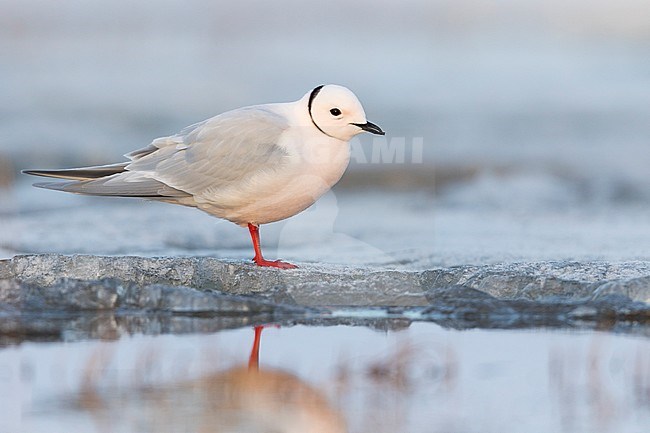 Adult summer plumaged Ross's Gull (Rhodostethia rosea) at Barrow, Alaska, United States stock-image by Agami/Dubi Shapiro,