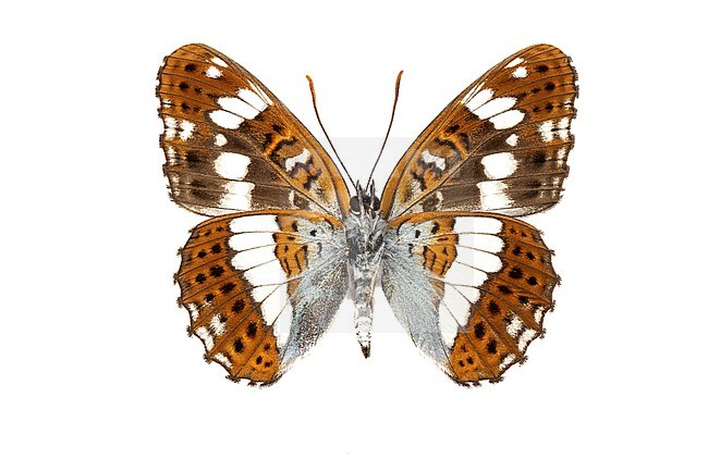 White Admiral, Kleine ijsvogelvlinder, Limenitis stock-image by Agami/Wil Leurs,