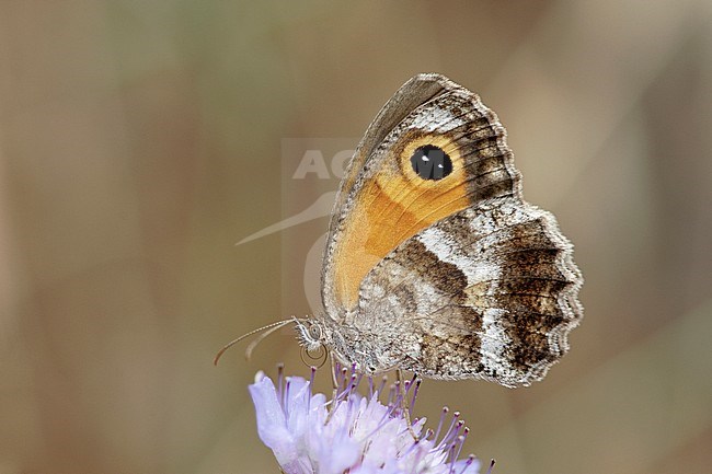 Zuidelijk oranje zandoogje / Southern Gatekeeper (Pyronia cecilia) stock-image by Agami/Wil Leurs,