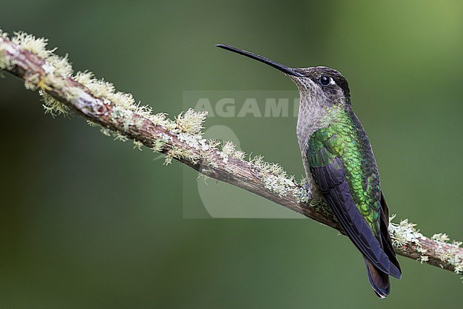 Talamanca Hummingbird (Eugenes spectabilis) perched on a branch in Panama. stock-image by Agami/Glenn Bartley,