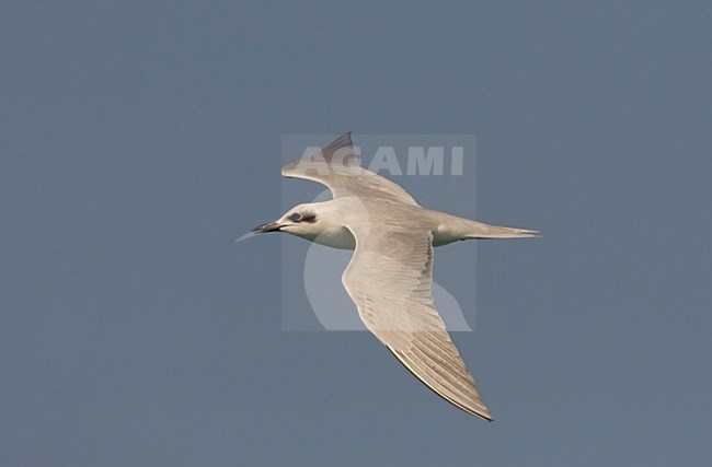 Vliegende Lachstern; Flying Gull-billed Tern stock-image by Agami/Arie Ouwerkerk,