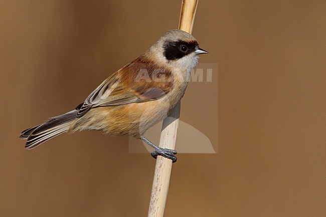 Buidelmees man zittend; Penduline Tit male perched stock-image by Agami/Daniele Occhiato,