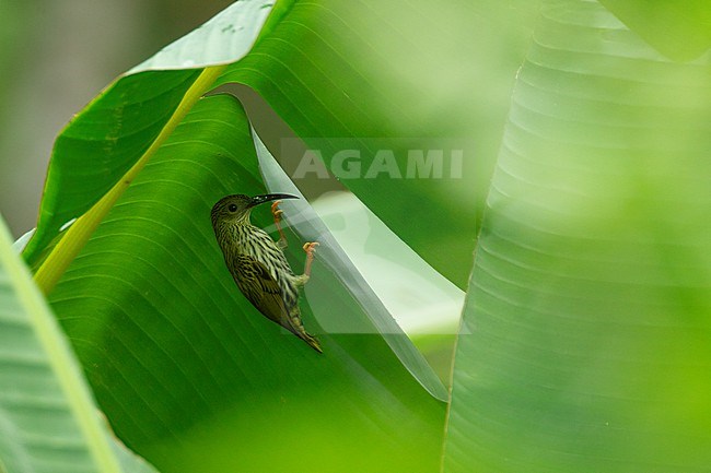 Streaked Spiderhunter (Arachnothera magna) at Kaeng Krachan National Park, Thailand stock-image by Agami/Helge Sorensen,