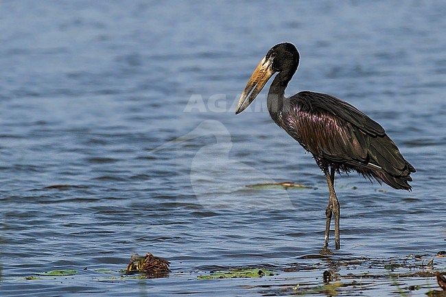 African Openbill (Anastomus lamelligerus) stock-image by Agami/Dubi Shapiro,