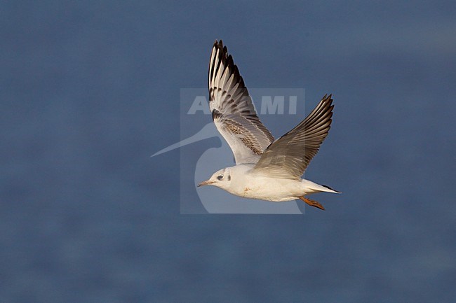 Kokmeeuw; Black-headed Gull stock-image by Agami/Daniele Occhiato,