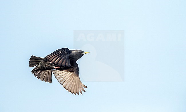 Spotless Starling (Sturnus unicolor) in Spain. stock-image by Agami/Marc Guyt,