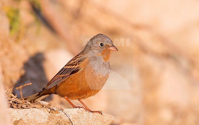 Cretzschmar's Bunting - Grauortolan - Emberiza caesia, Cyprus, adult male stock-image by Agami/Ralph Martin,