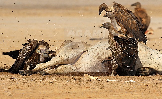 Ruppell's Vultures (Gyps rueppelli) on a carcass on the beach of Senegal. stock-image by Agami/Jacques van der Neut,