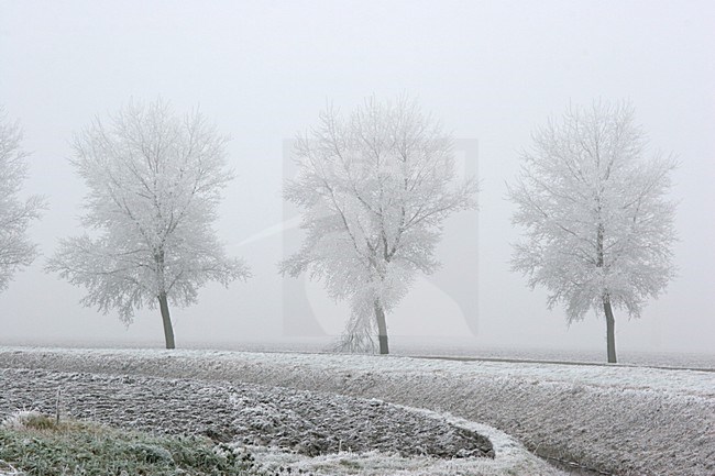 Pampushout Almere Netherlands covered in hoar-frost; Pampushout Almere Nederland gehuld in rijp stock-image by Agami/Karel Mauer,