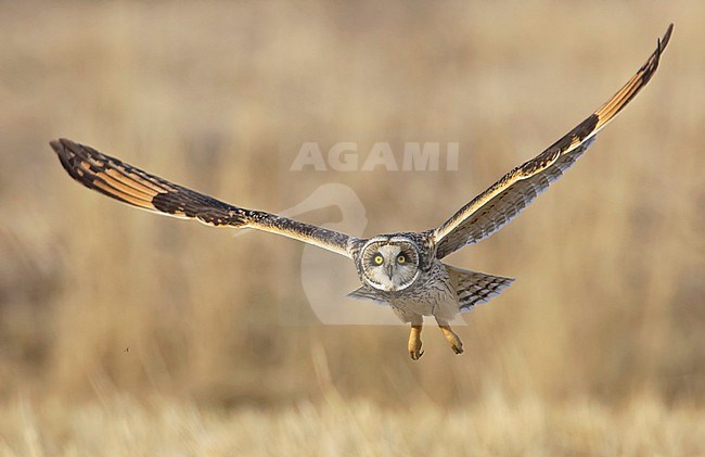 Velduil, Short-eared Owl, Asio flammeus stock-image by Agami/Tomi Muukkonen,