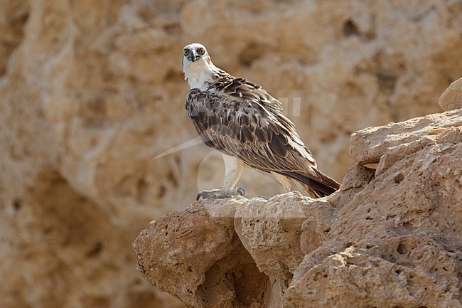 Visarend zittend op een rots; Osprey perched on a rock stock-image by Agami/Daniele Occhiato,