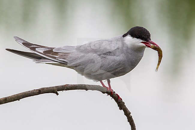 Witwangstern op tak met visje; Whiskered Tern on a branch with a fish stock-image by Agami/Daniele Occhiato,