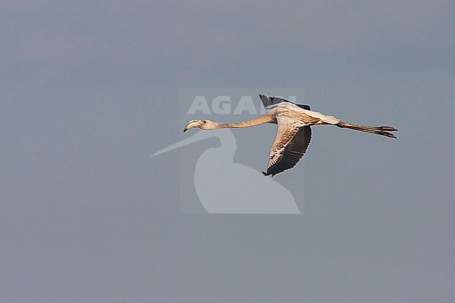 Greater Flamingo - Rosaflamingo - Phoenicopterus roseus, France, 1st cy in flight stock-image by Agami/Ralph Martin,