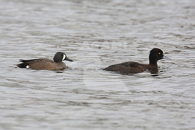 Mannetje Blauwvleugeltaling met Kuifeend; Male Blue-winged Teal with Tufted Duck stock-image by Agami/Chris van Rijswijk,