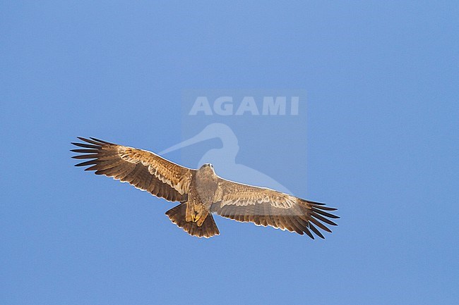 Steppe Eagle - Steppenadler - Aquila nipalensis, Oman, 4th cy stock-image by Agami/Ralph Martin,