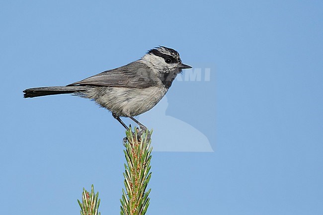 Adult Mountain Chickadee (Poecile gambeli) sitting in top of a pine tree near Lac Le Jeune, British Colombia, Canada. stock-image by Agami/Brian E Small,