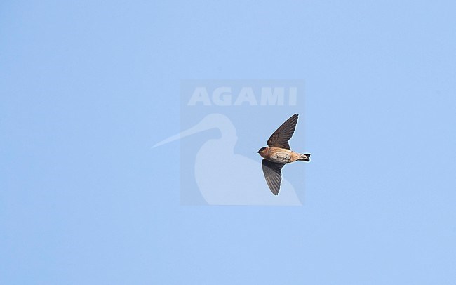 Cave Swallow (Petrochelidon fulva citata) in flight at Florida, USA stock-image by Agami/Helge Sorensen,