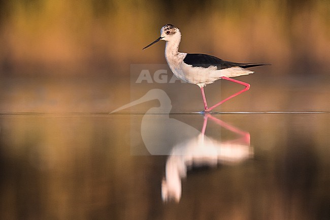 Adult Black-winged Stilt (Himantopus himantopus) standing in shallow water in Italy. stock-image by Agami/Daniele Occhiato,