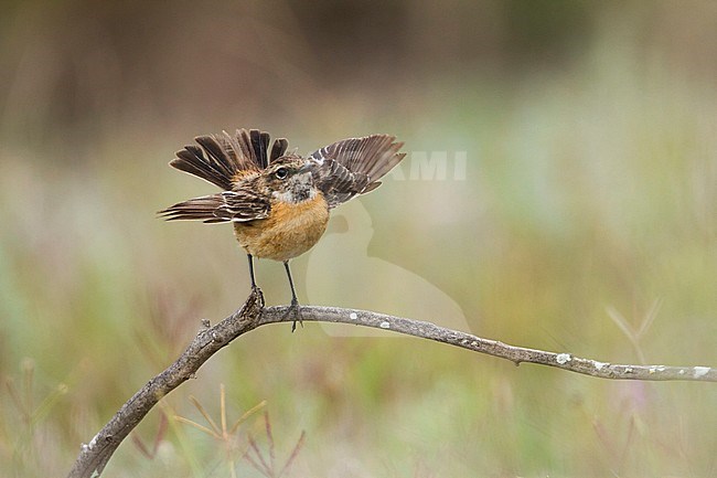 Adult female European Stonechat (Saxicola torqatus rubicola) perched on a horizontal branch in Morocco. Flicking her wings. stock-image by Agami/Ralph Martin,