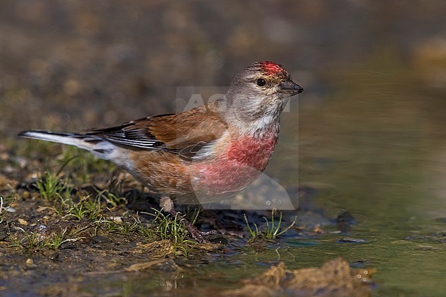 Linnet; Carduelis cannabina bella stock-image by Agami/Daniele Occhiato,