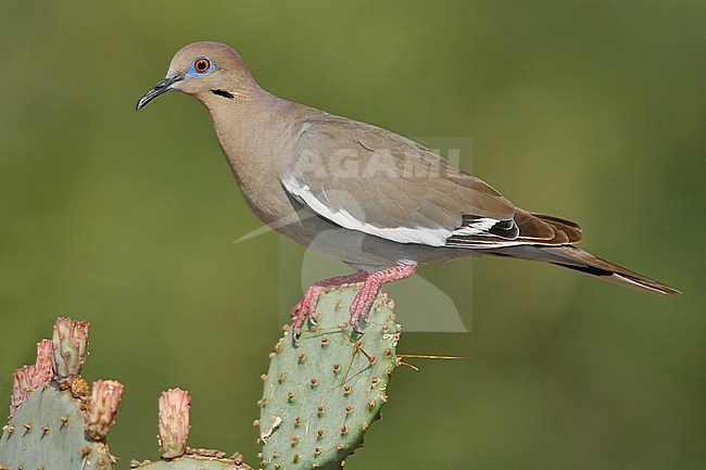 Adult
Pima Co., AZ
July 2007 stock-image by Agami/Brian E Small,