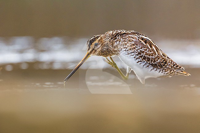 Common Snipe (Gallinago gallinago) in Italy. stock-image by Agami/Daniele Occhiato,