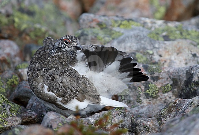 Alpensneeuwhoen, Rock Ptarmigan, lagopus muta stock-image by Agami/Markus Varesvuo,